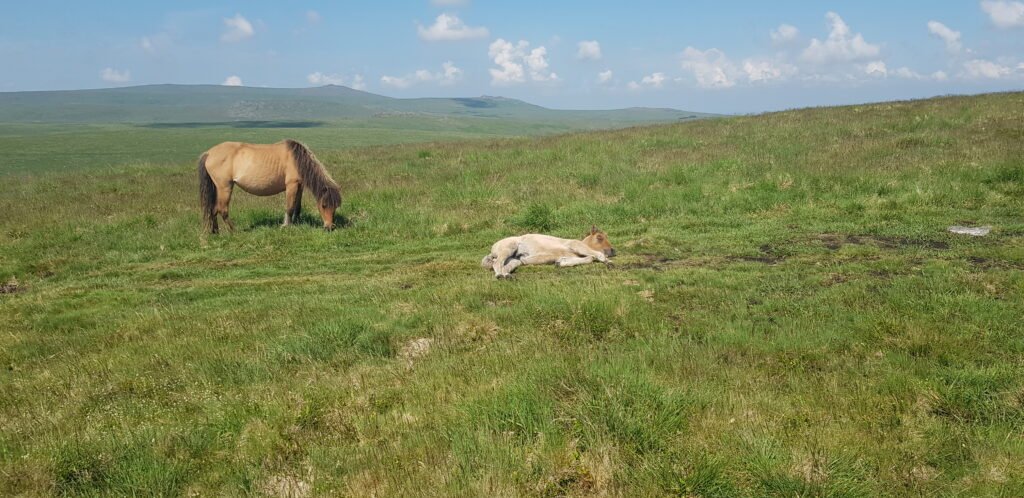 Dartmoor Ponies enjoying the sunshine